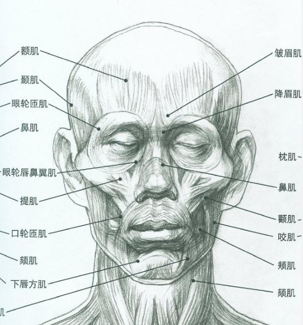 既然你了解头部结构，那就请你不要在乱画了