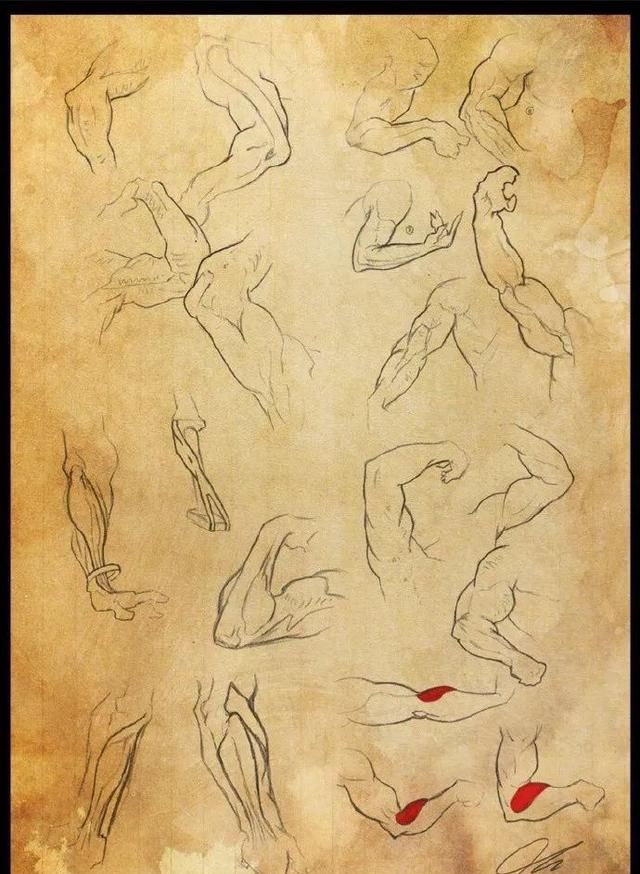 「手绘教程」想画出好看的角色？人体的各个部分必须要完全理解