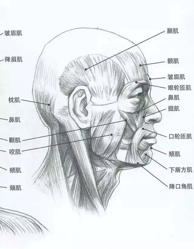 画不好素描头像？那你需要好好看下这篇文章