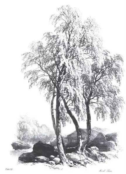 40张经典素描风景图，快来临摹吧
