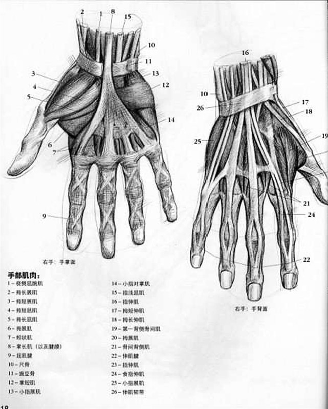 画手部有哪些技巧可以学习？