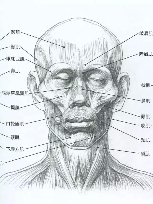 画不好素描头像？那你需要好好看下这篇文章