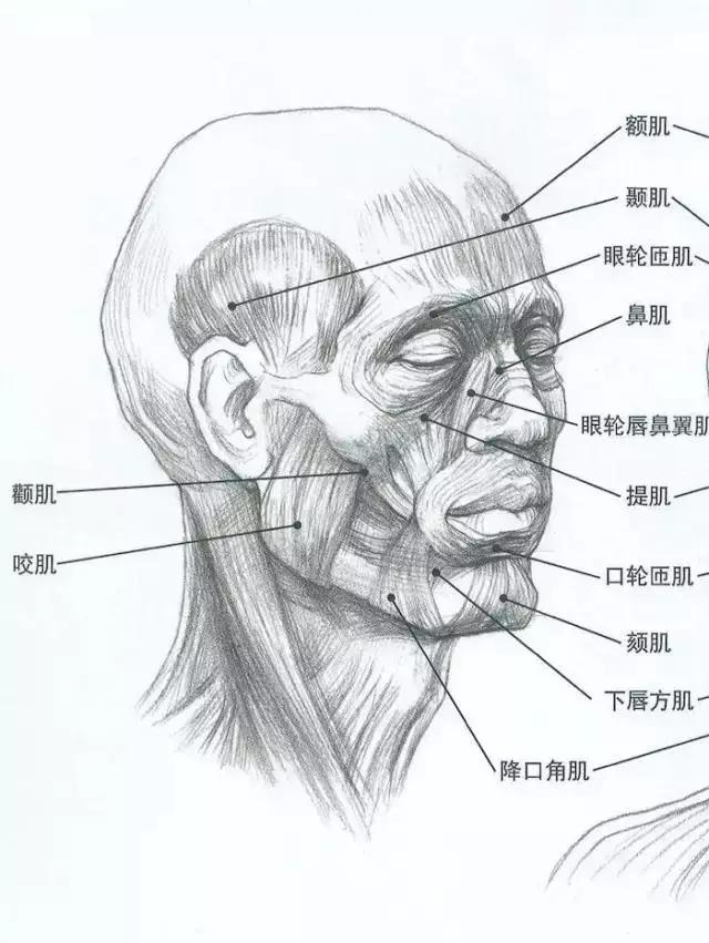 画不好素描头像？那你需要好好看下这篇文章